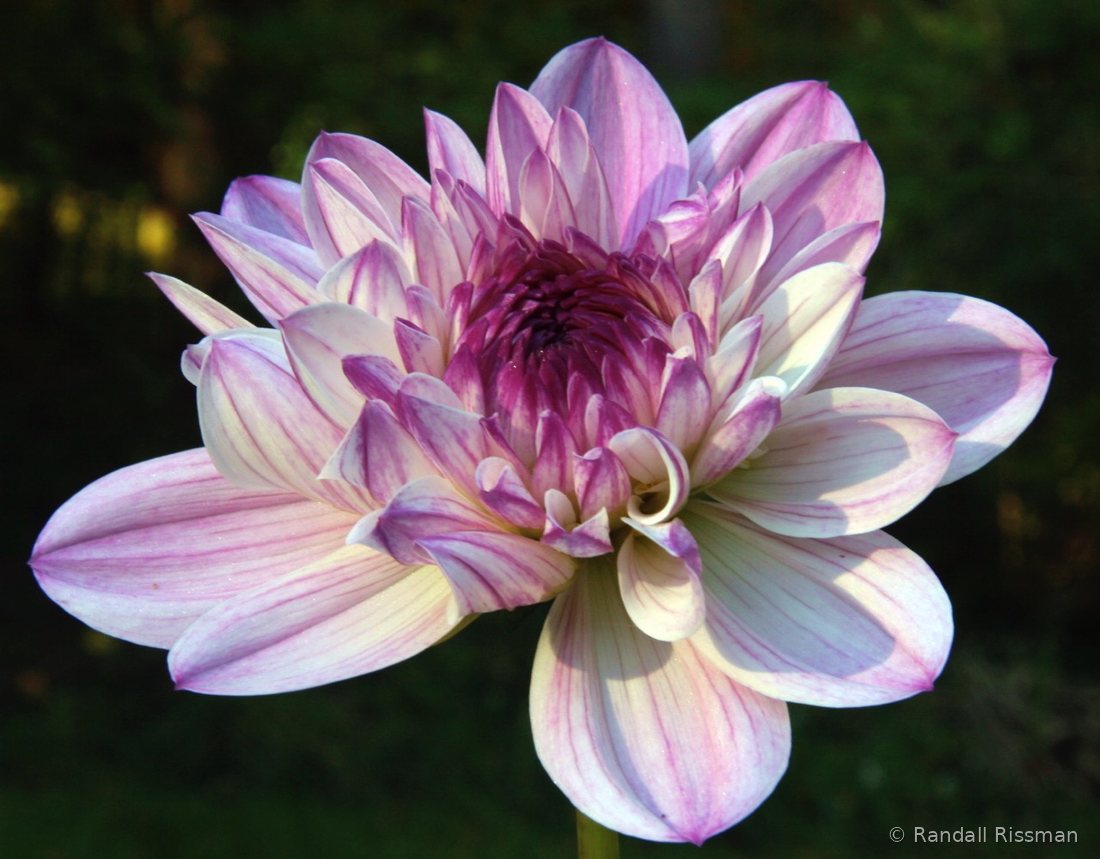 Flora photograph by Randall Rissman