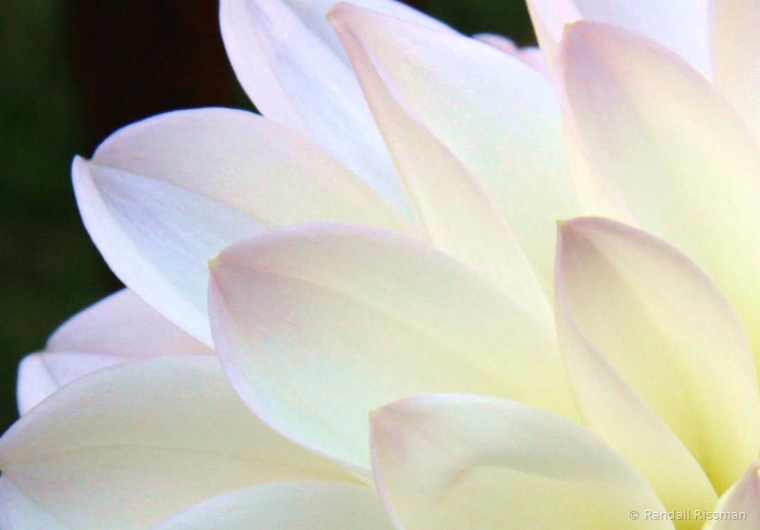 Flora photograph by Randall Rissman