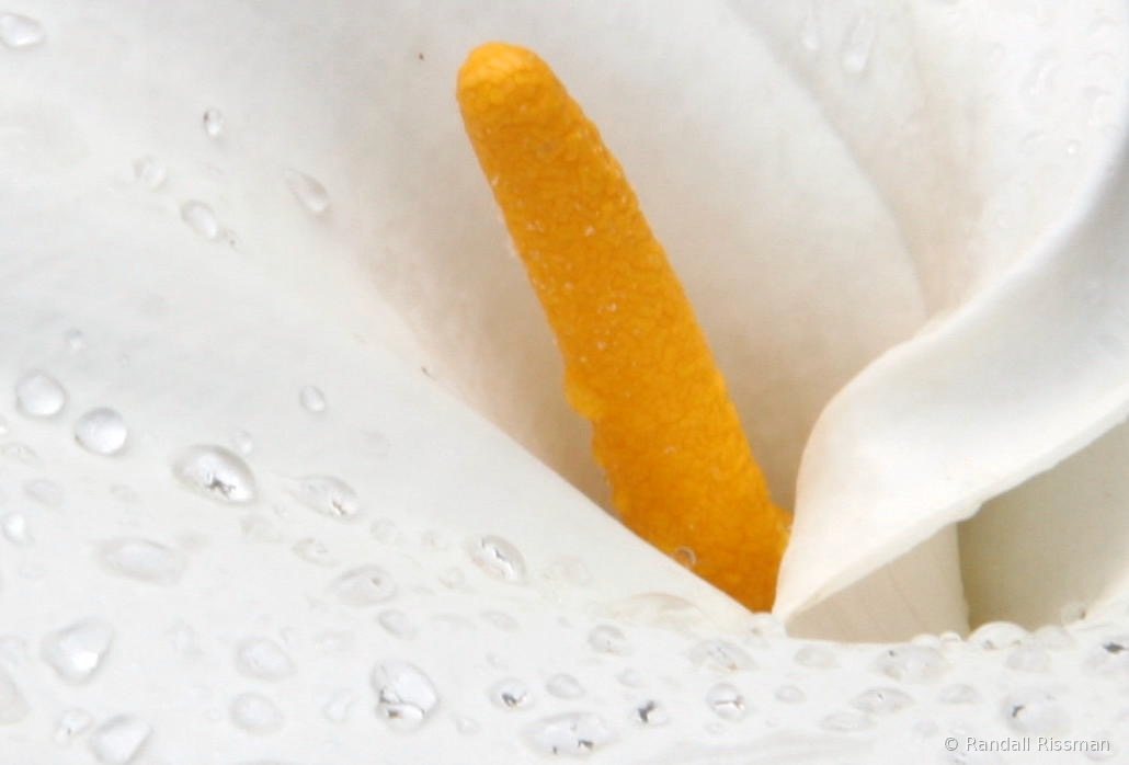 Flora photograph by Randall Rissman