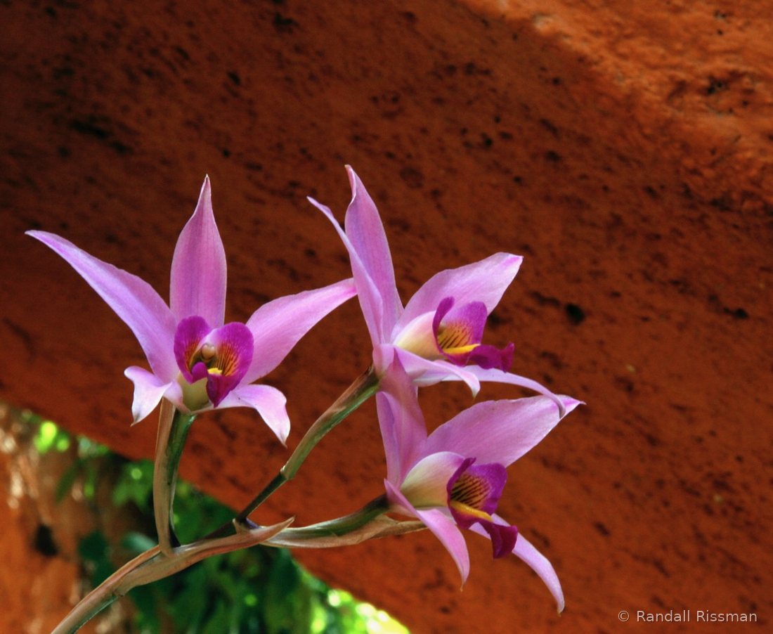 Flora photograph by Randall Rissman