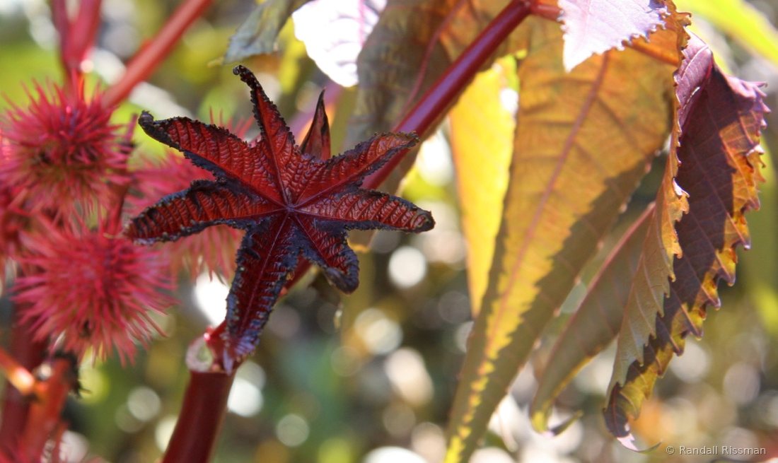 Flora photograph by Randall Rissman