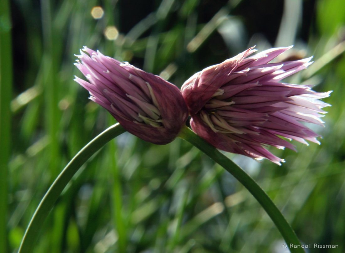 Flora photograph by Randall Rissman