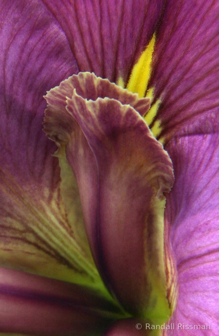 Flora photograph by Randall Rissman
