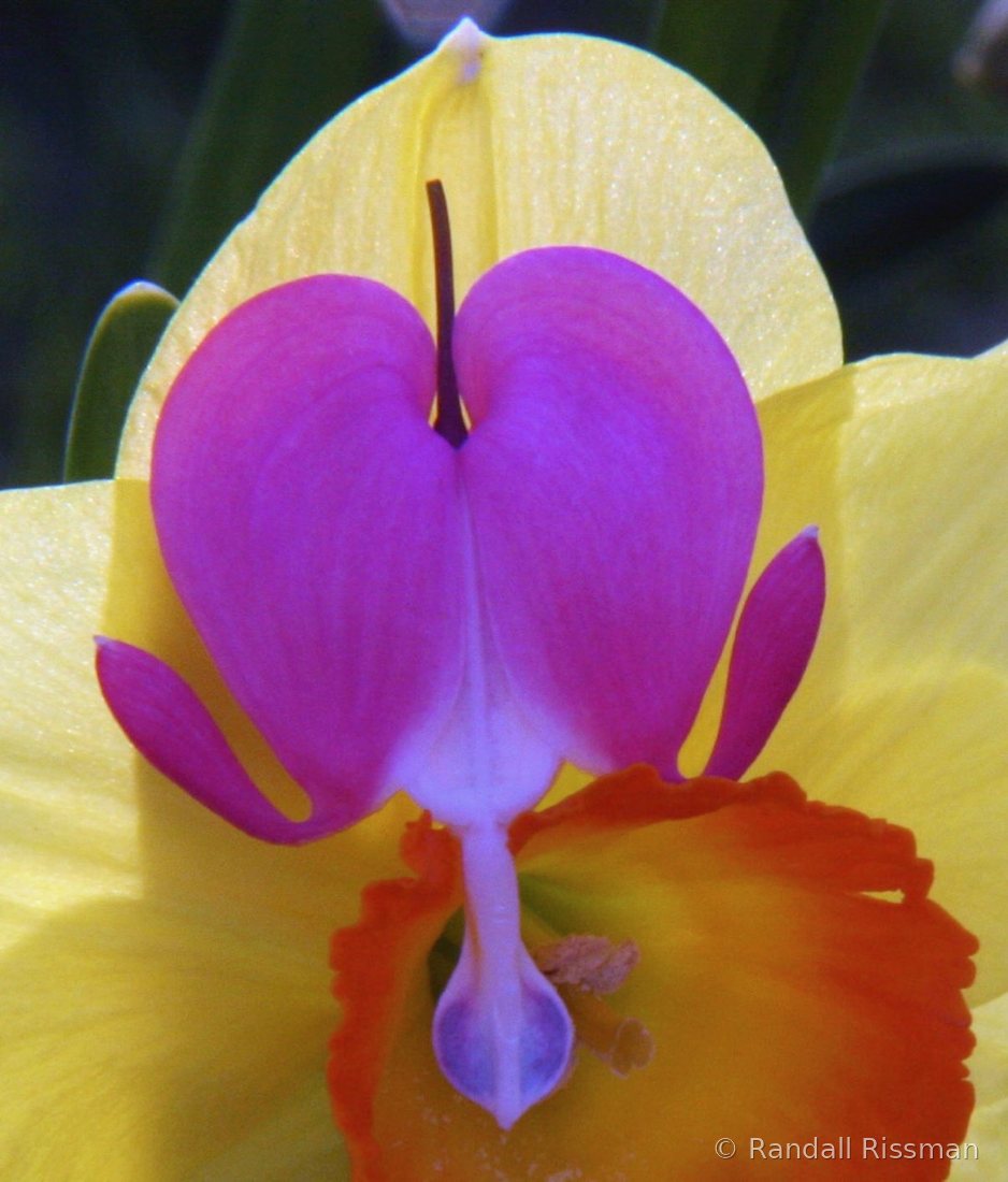 Flora photograph by Randall Rissman