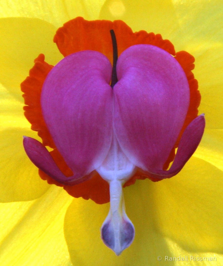 Flora photograph by Randall Rissman