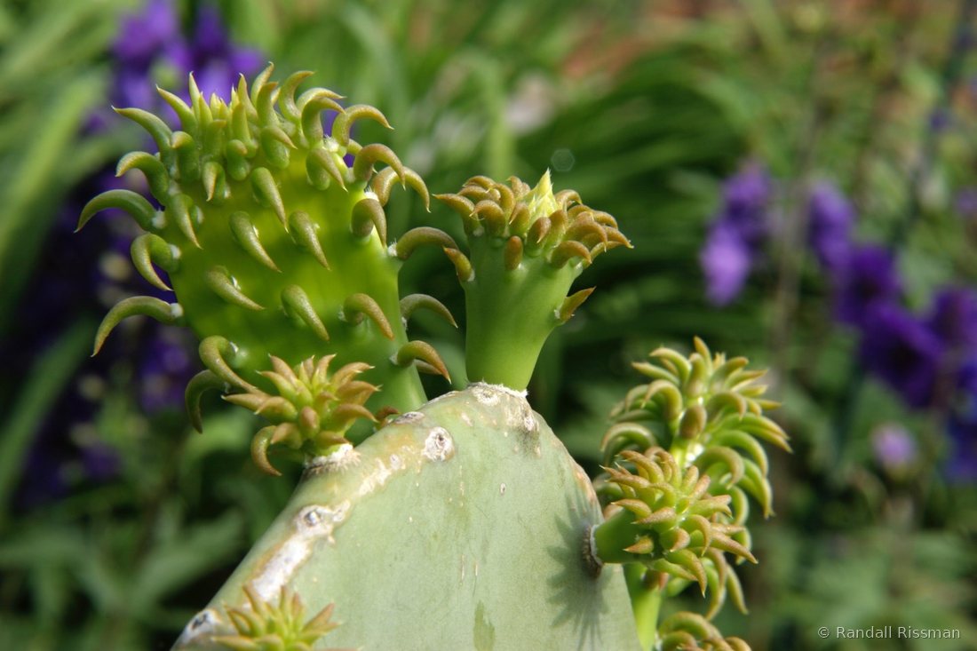 Flora photograph by Randall Rissman