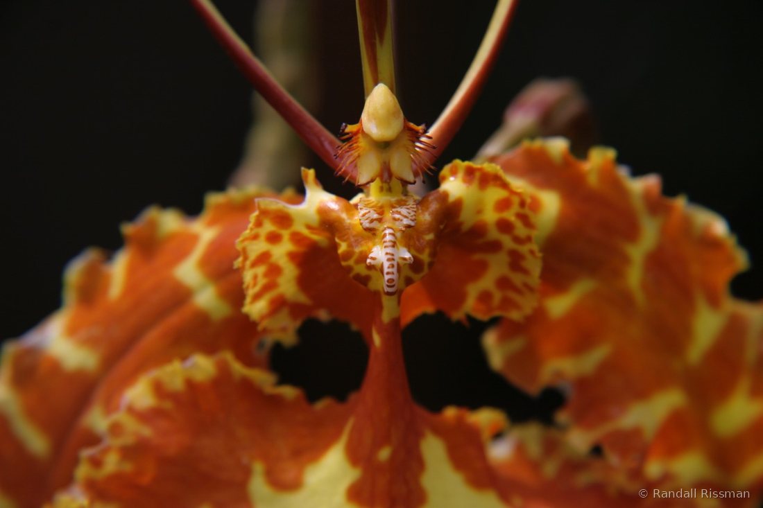 Flora photograph by Randall Rissman