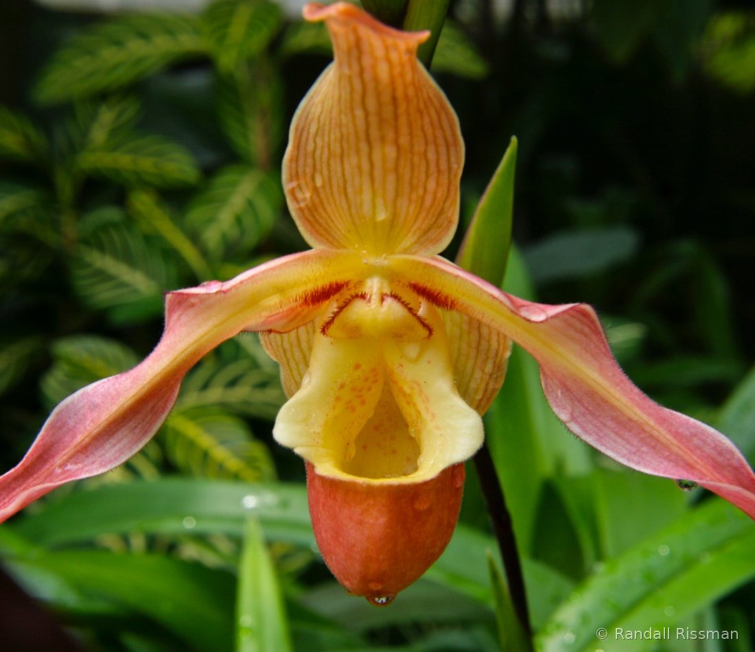 Flora photograph by Randall Rissman
