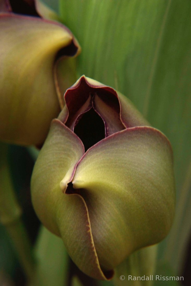 Flora photograph by Randall Rissman