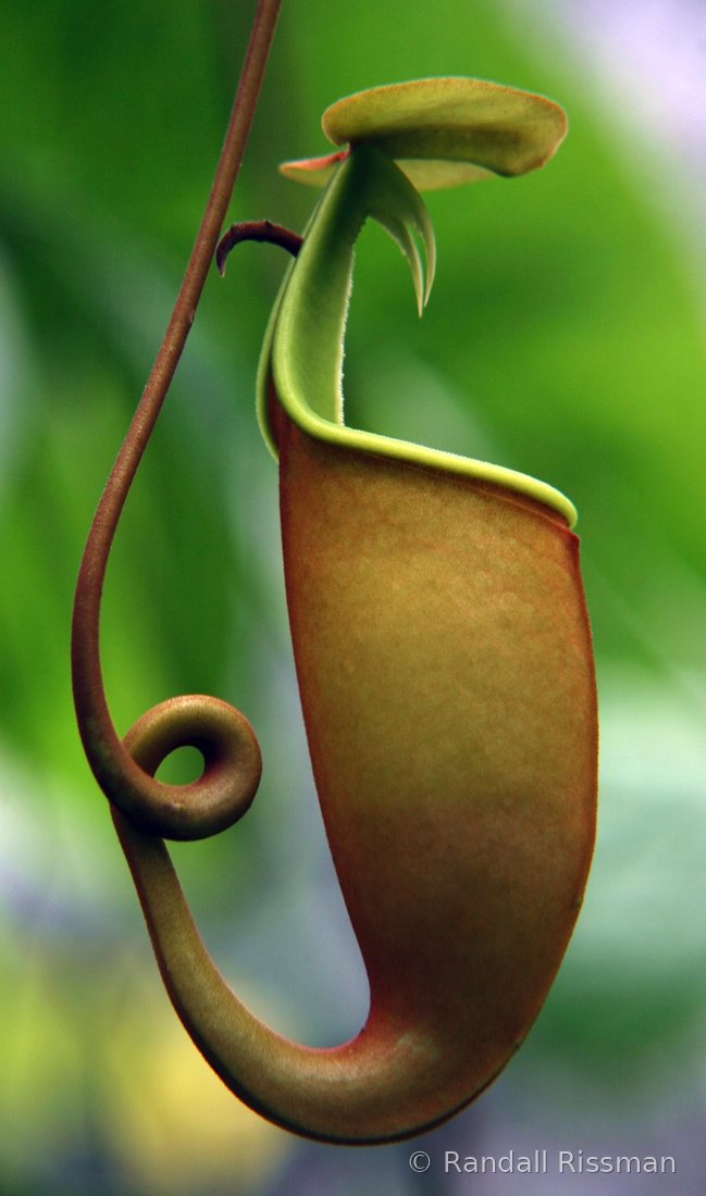 Flora photograph by Randall Rissman
