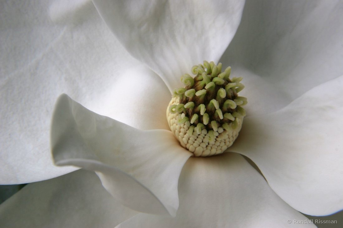 Flora photograph by Randall Rissman