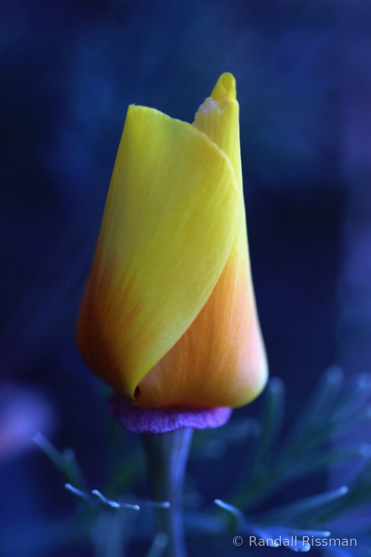 Flora photograph by Randall Rissman