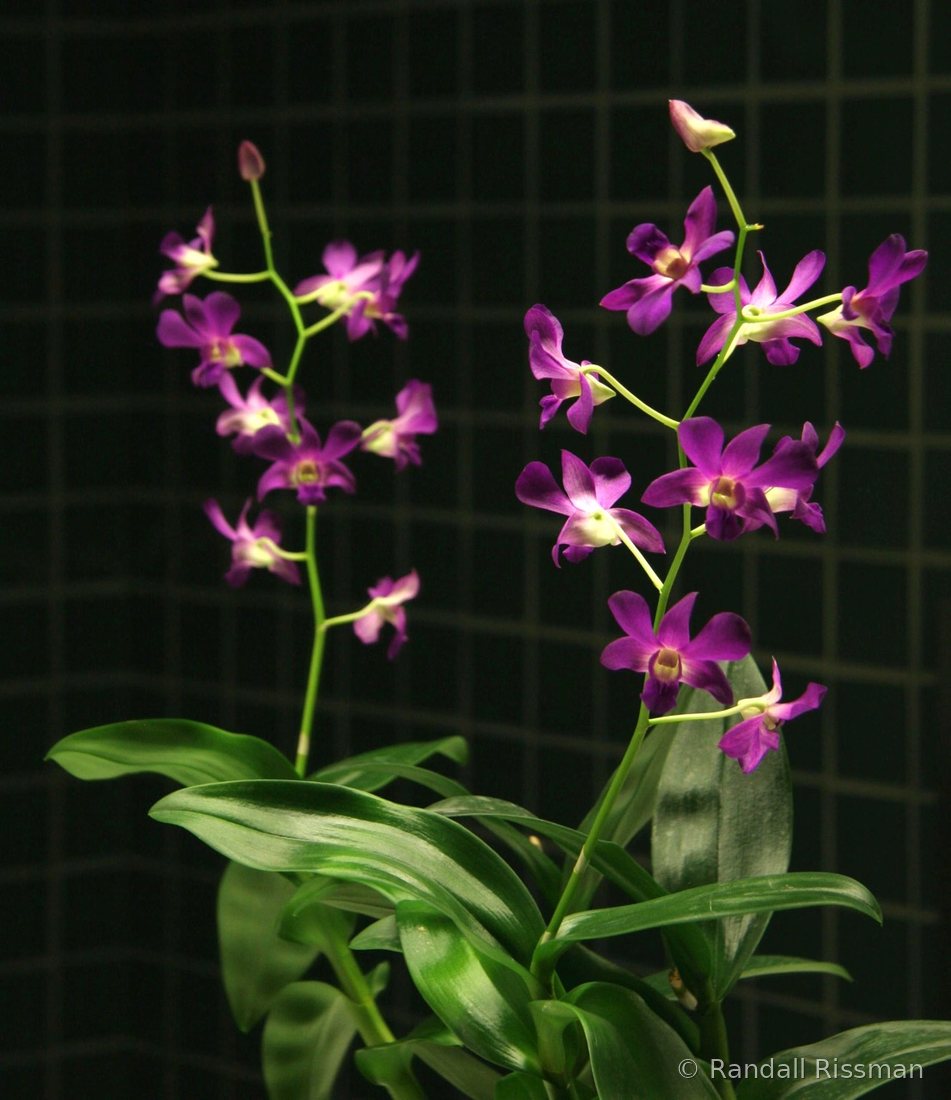 Flora photograph by Randall Rissman