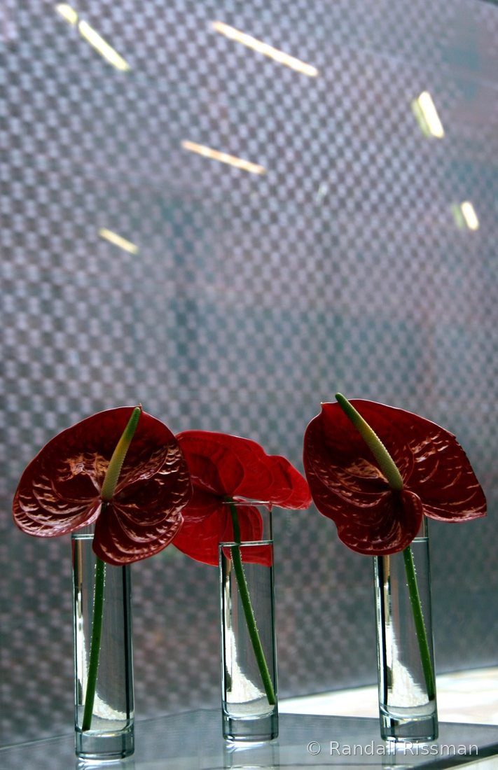 Flora photograph by Randall Rissman
