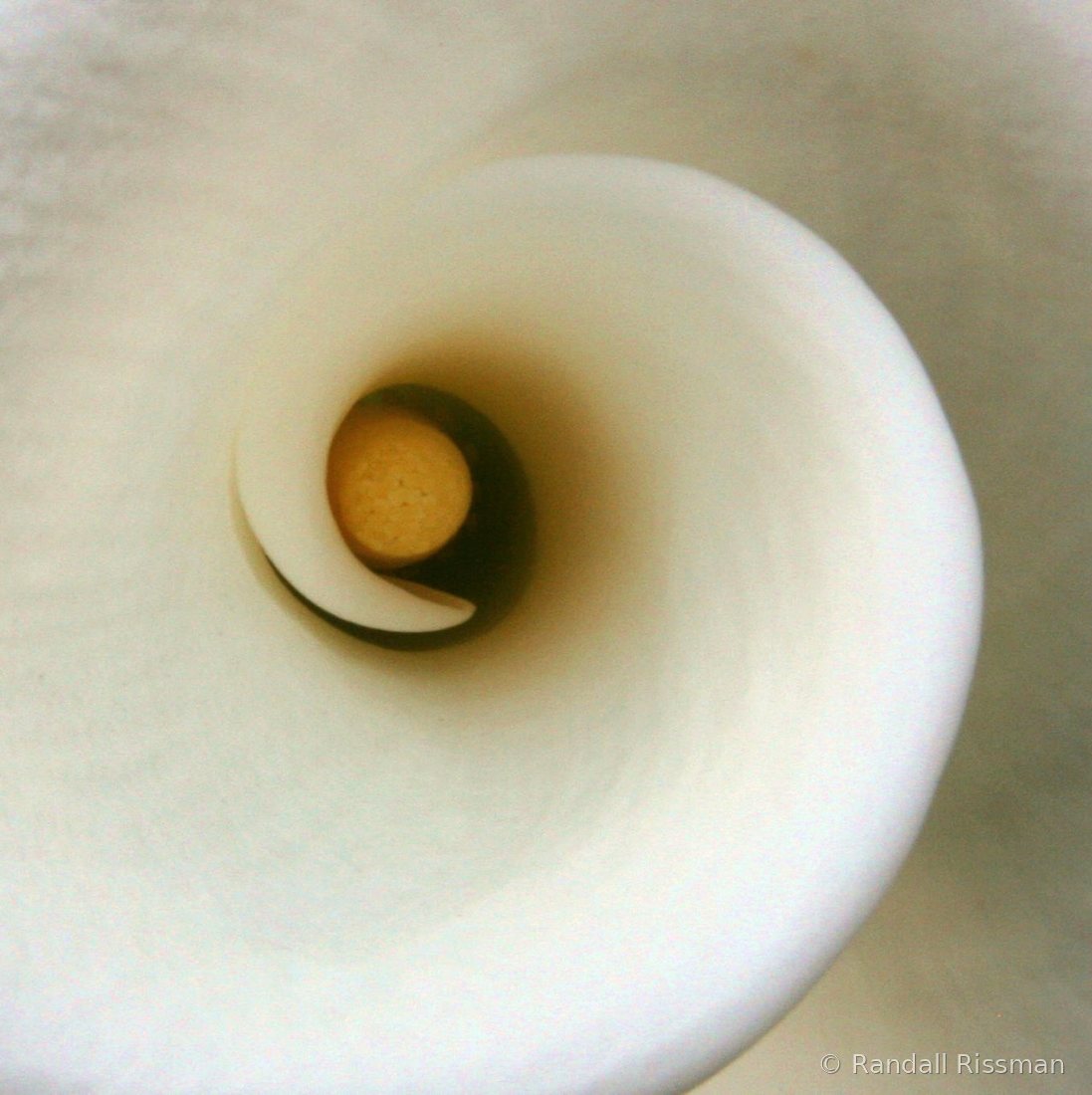 Flora photograph by Randall Rissman