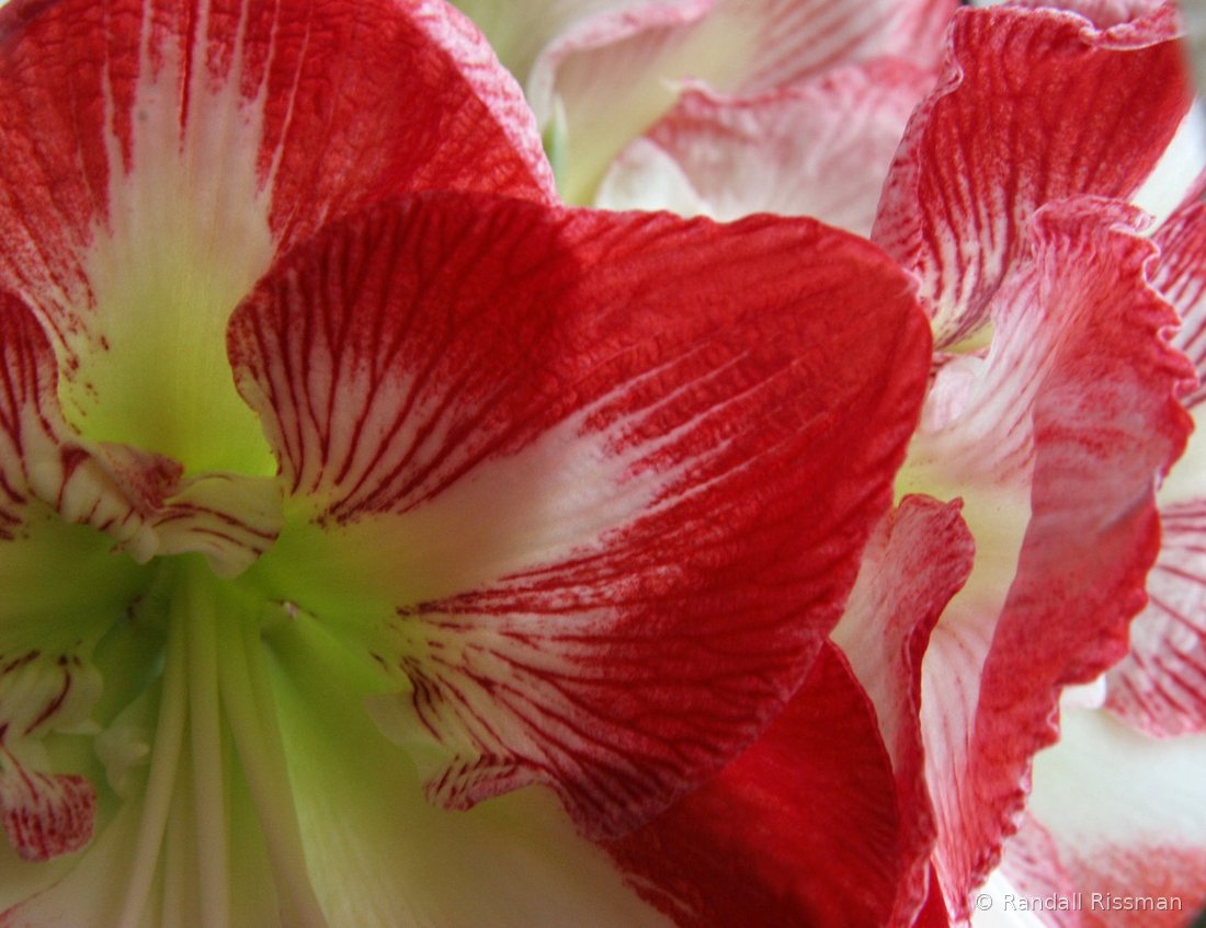 Flora photograph by Randall Rissman