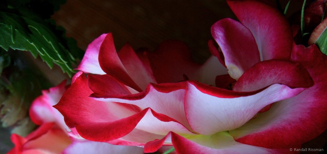 Flora photograph by Randall Rissman