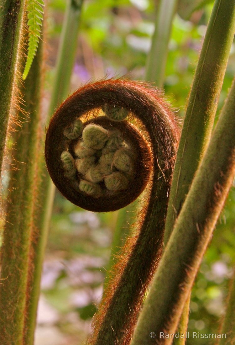Flora photograph by Randall Rissman