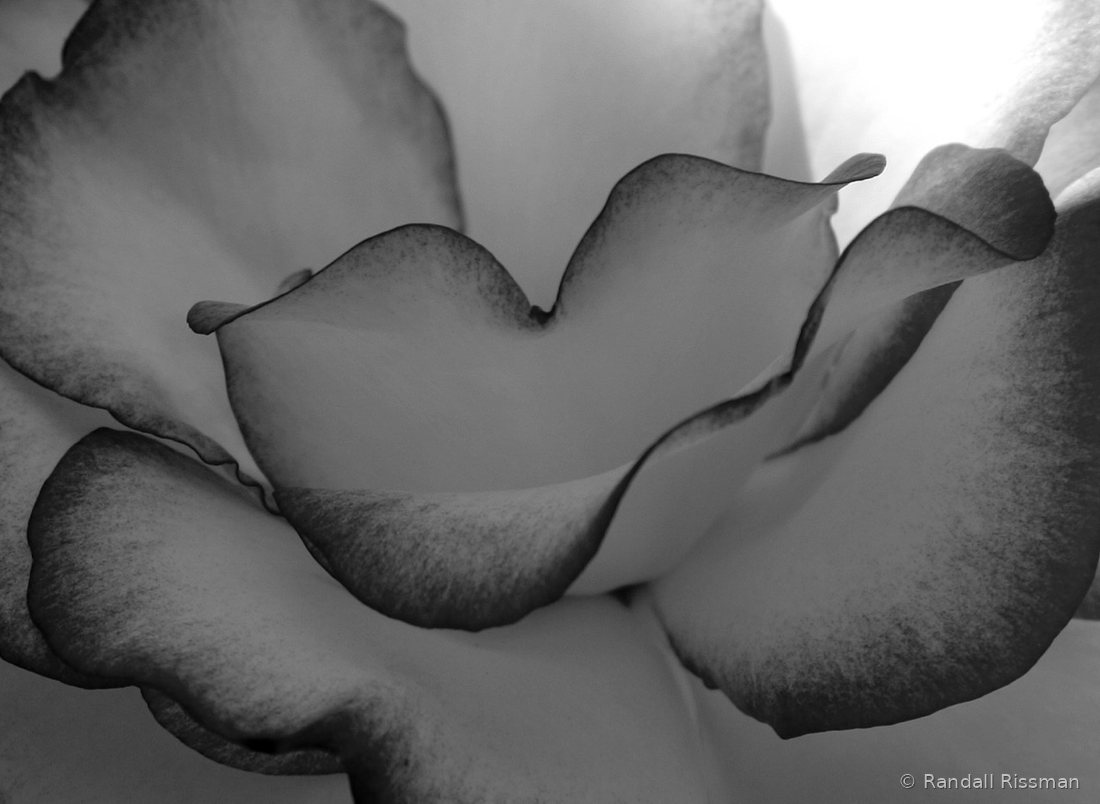 Flora photograph by Randall Rissman