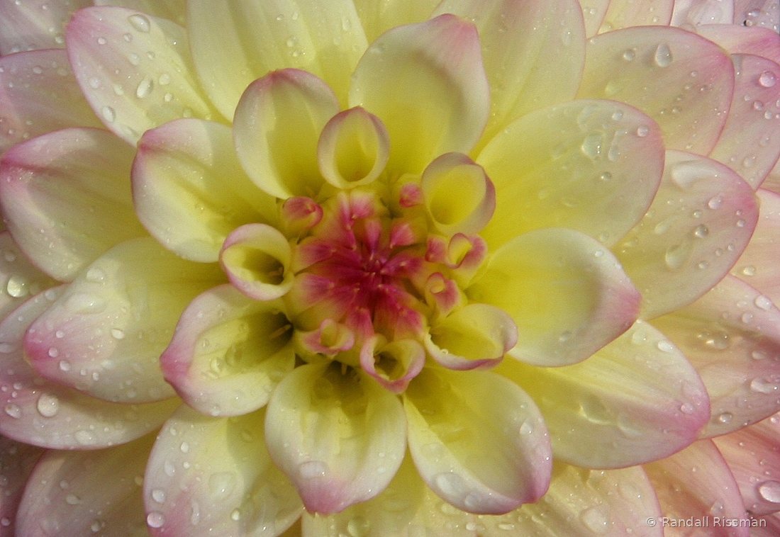 Flora photograph by Randall Rissman
