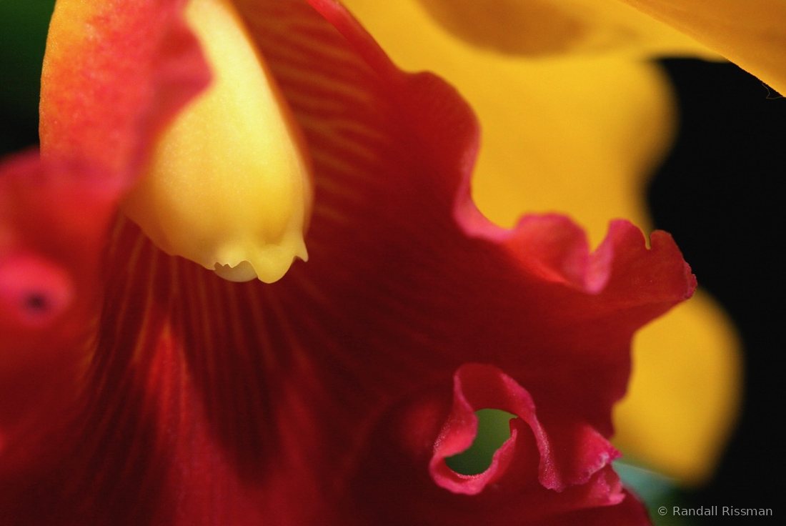 Flora photograph by Randall Rissman