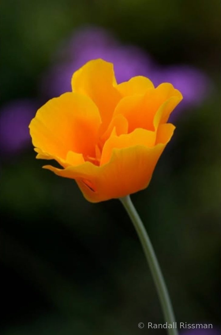 Flora photograph by Randall Rissman