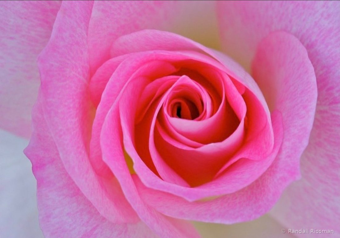 Flora photograph by Randall Rissman