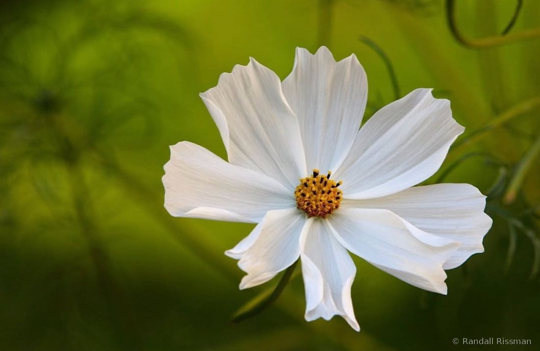 Flora photograph by Randall Rissman