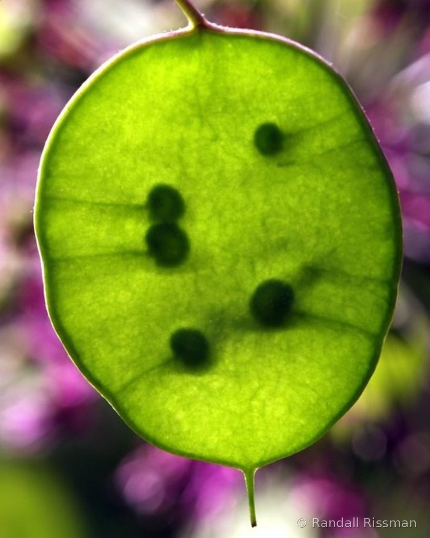 Flora photograph by Randall Rissman