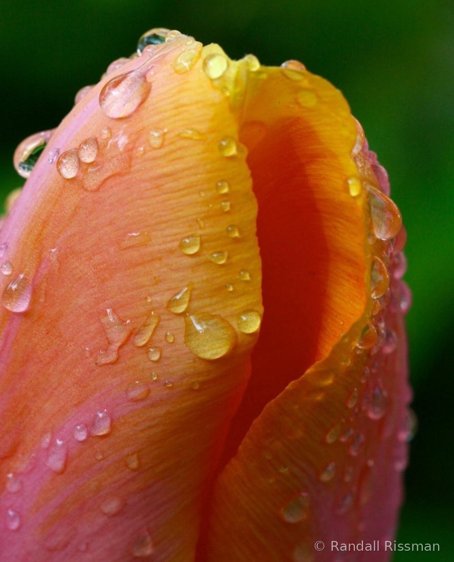 Flora photograph by Randall Rissman