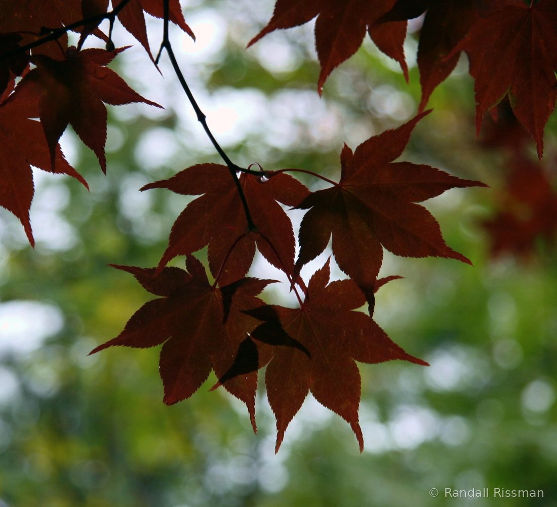 Macro & Nature photograph by Randall Rissman