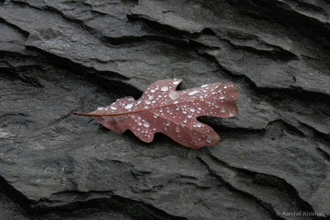 Macro & Nature photograph by Randall Rissman
