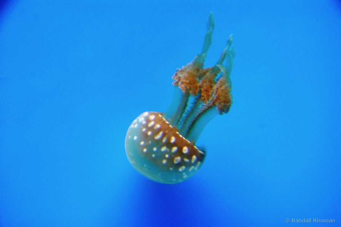 Macro & Nature photograph by Randall Rissman
