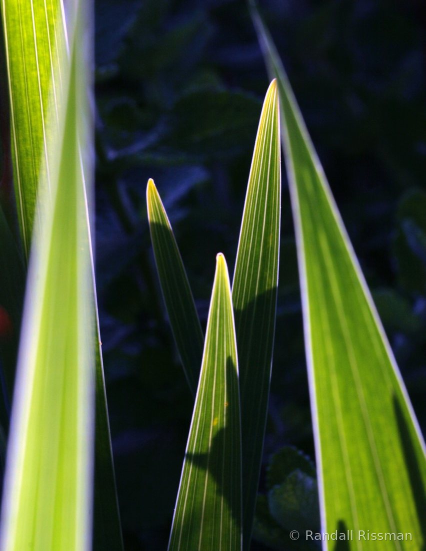 Macro & Nature photograph by Randall Rissman
